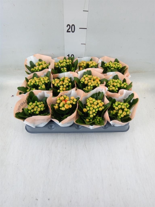 <h4>Kalanchoe  'MoreFlow Geneva'</h4>