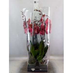 Phalaenopsis   ...orange
