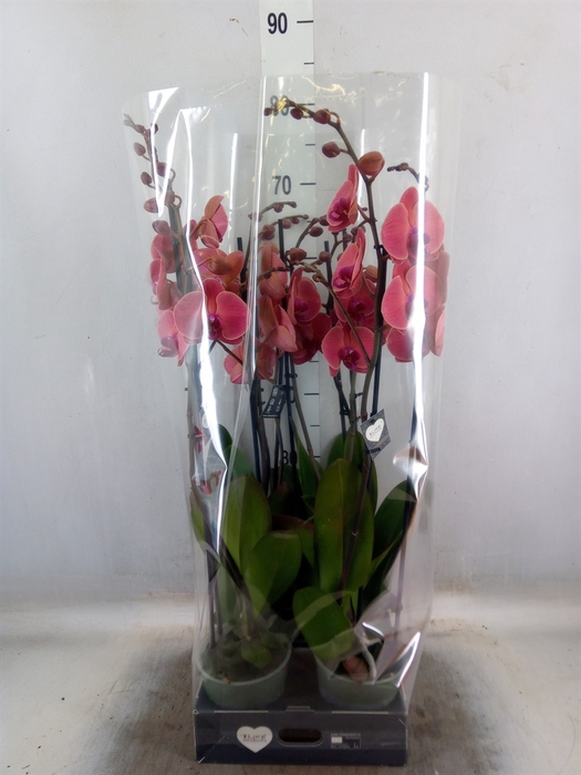 <h4>Phalaenopsis   ...orange</h4>