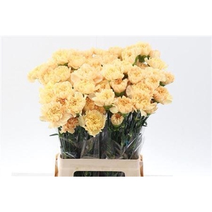 Di St Cl Gold Minami