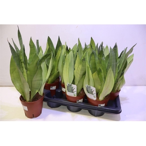 arr8 Sansev Moonshine