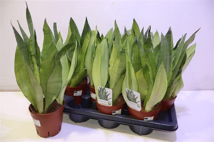 <h4>arr8 Sansev Moonshine</h4>