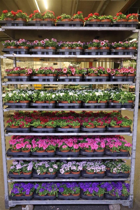 <h4>arr8 Verbe Drums Mixk 1 Klr Per Tray</h4>