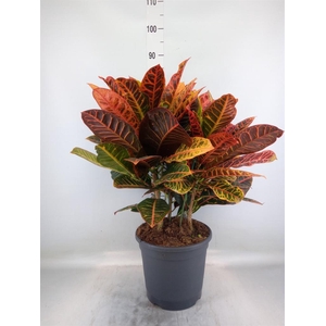 Codiaeum var. GR 'Petra'