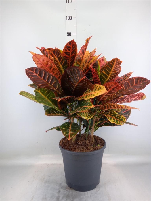 <h4>Codiaeum var. GR 'Petra'</h4>