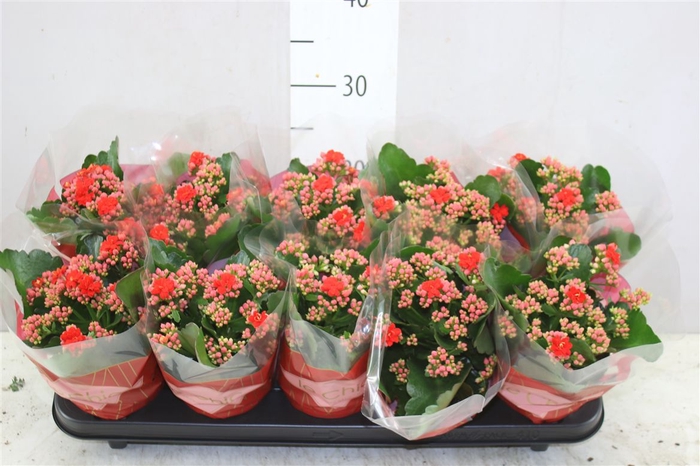 <h4>Kalanchoe Rosalina Rood</h4>
