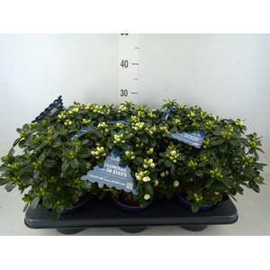 Rhododendron sim. 'Hor Class Belli'