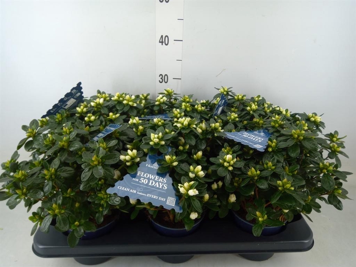 <h4>Rhododendron sim. 'Hor Class Belli'</h4>