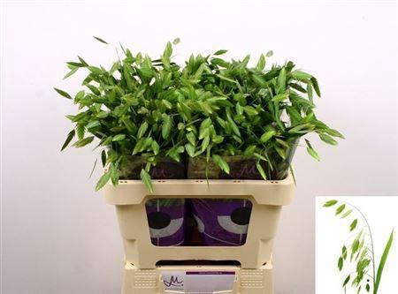 <h4>Chasmantium Mantis</h4>