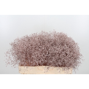 Gyps Kl Bh Champagne