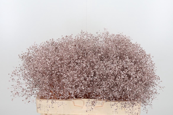 <h4>Gyps Kl Bh Champagne</h4>