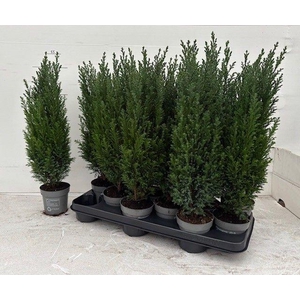 !! PROMO !! CHAM L ELLWOODII P11 53CM