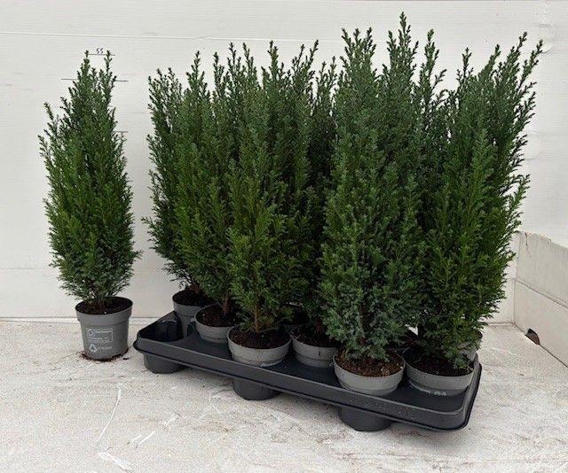 <h4>!! PROMO !! CHAM L ELLWOODII P11 53CM</h4>