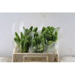 Ornithogalum Thy Milky Way White