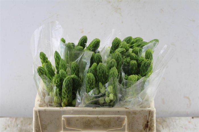 <h4>Ornithogalum Thy Milky Way White</h4>