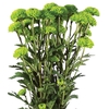 CRISANTEMO SANTINI COUNTRY 080 CM VERDE