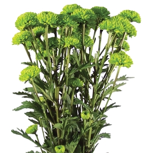 CRISANTEMO SANTINI COUNTRY 080 CM VERDE