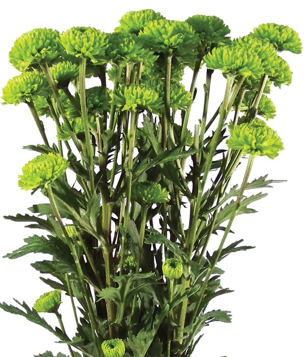 CRISANTEMO SANTINI COUNTRY 080 CM VERDE