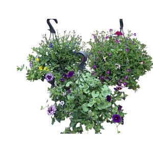 HANGING BASKETS