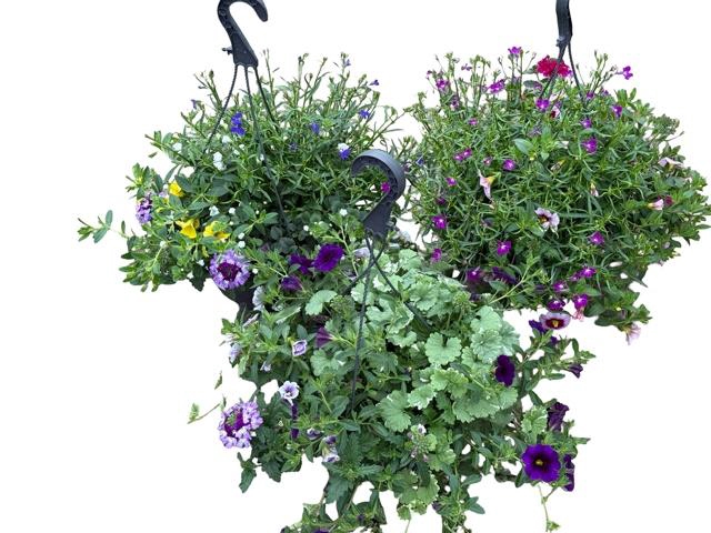 <h4>HANGING BASKETS</h4>