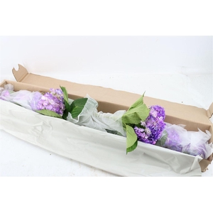 Hydr M Lavender Tinted X12