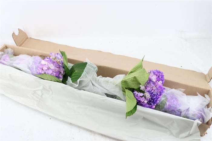 <h4>Hydr M Lavender Tinted X12</h4>