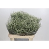 Limonium sinensis Clear Diamond