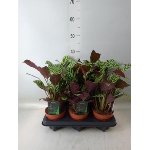 Ctenanthe burle-marxii