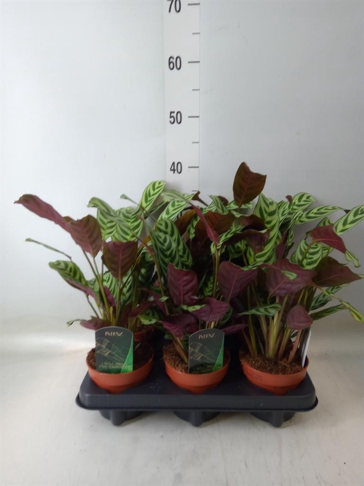 <h4>Ctenanthe burle-marxii</h4>