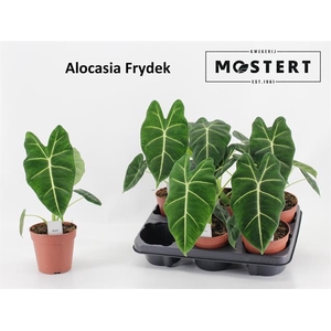 Alocasia Frydek 12Ø 35cm 1pp