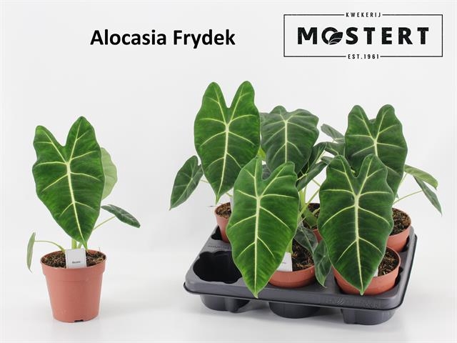 Alocasia Frydek 12Ø 35cm 1pp