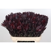 Leucadendron Saf Sunset Dark R.