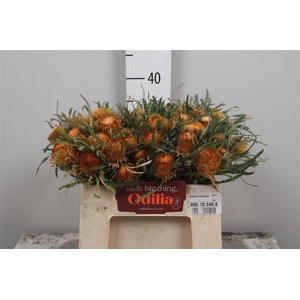 Banksia Dryandra