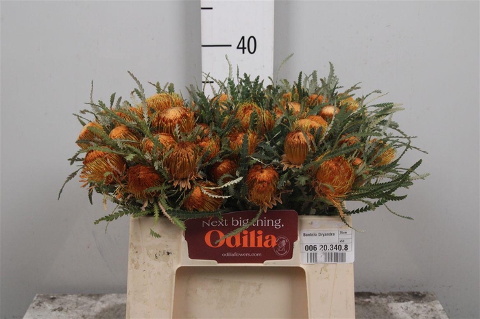 <h4>Banksia Dryandra</h4>