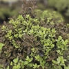 Pittosporum tenuifolium