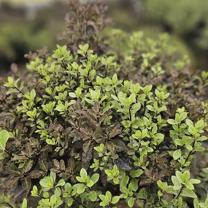 Pittosporum tenuifolium