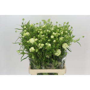 Ranunculus Moderna Galaxy