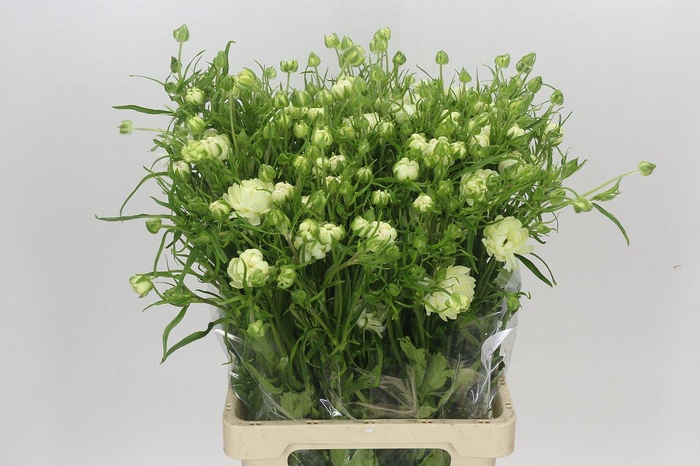 <h4>Ranunculus Natura Moderna Galaxy</h4>