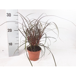 Uncinia Rubra p10,5