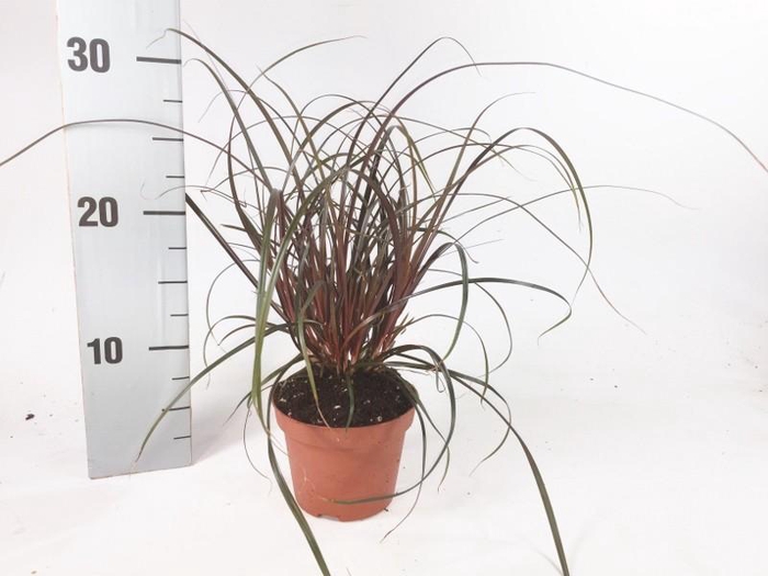 <h4>Uncinia Rubra p10,5</h4>