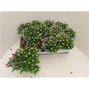 Chrys Gem In Pot