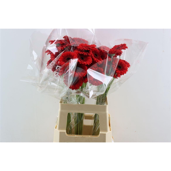 <h4>Ge Mi Red Ruby Xxl</h4>