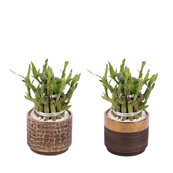 <h4>Lucky Bamboo Shape Round 2B Ø10cm Ceramic PL568</h4>