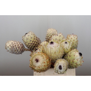 Protea Barbigera White No leaves