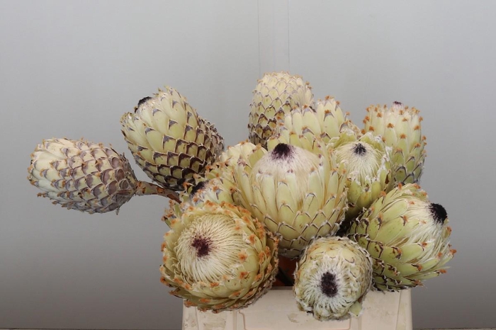 Protea Barbigera White No leaves