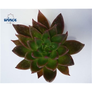 Echeveria Agavoides Red Cutflower