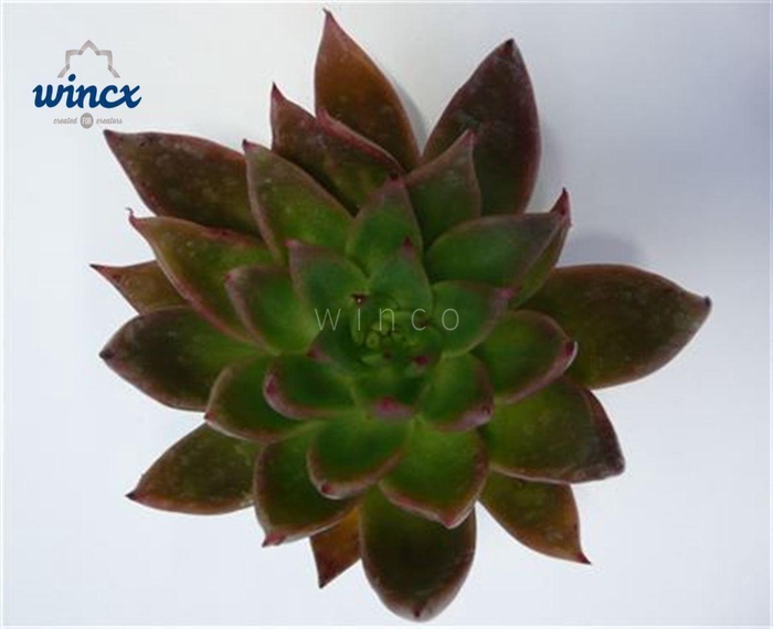 <h4>Echeveria Agavoides Red Cutflower</h4>