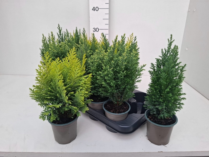 <h4>CHAM LAWS OVERIG</h4>