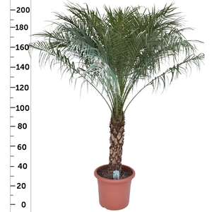 PHOENIX ROEBELENII