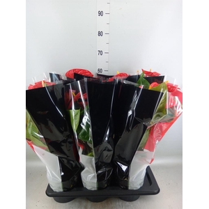 Anthurium andr. 'Madural'